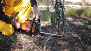 Best Hazardous Tree Removal  in Phillipsburg, NJ